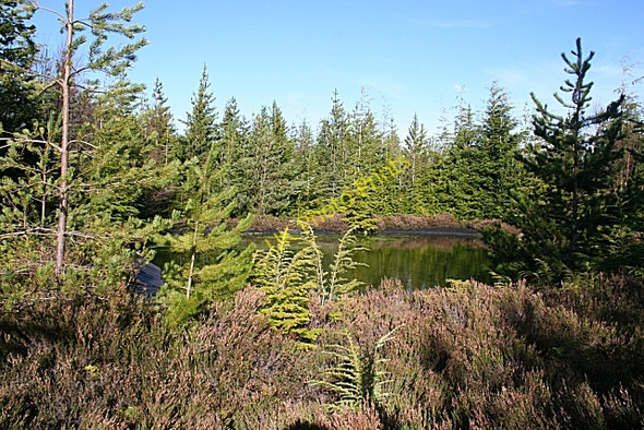 Photo 6"x4" Forest Pool Inchberry\/NJ3155 c2009