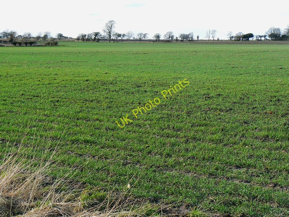 Photo 6"x4" Field and new crop, near Yatesbury Yatesbury c2009
