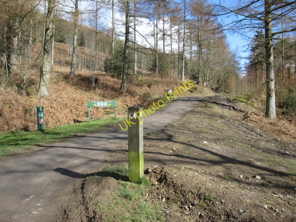 Photo 6"x4" Forest track in Coed Moel Famau Tafarn-y-Gelyn c2009