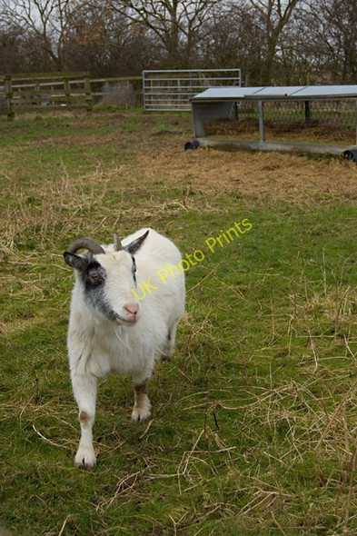 Photo 6"x4" Grazing land south east of Aike Aike c2009