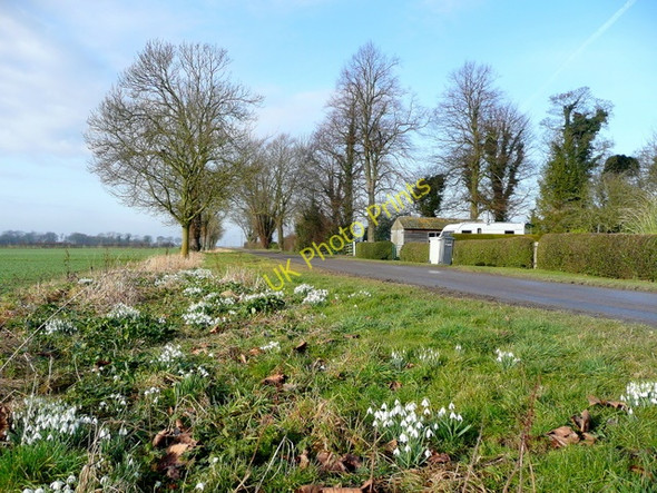 Photo 6"x4" Snowdrops by Beeches Lane Carrington\/TF3154 c2009
