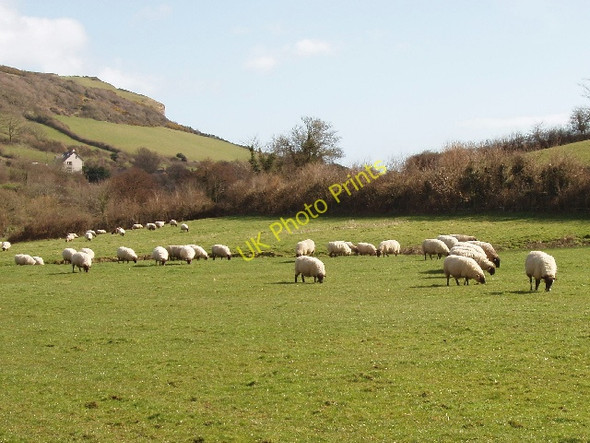 Photo 6"x4" Sheep in Branscombe Vicarage c2009