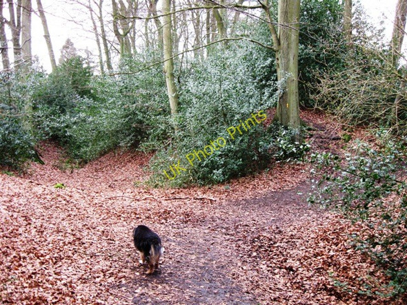 Photo 6"x4" Cholesbury Camp \u00e2\u0080\u0093 The Ditch is choked with holly Cholesbury c2009