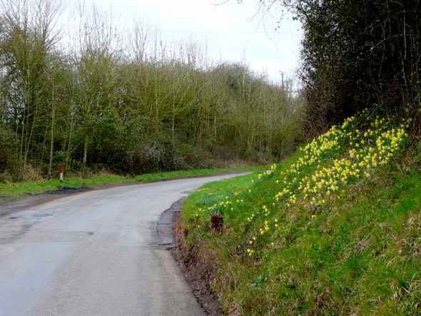 Photo 6"x4" Bank of daffodils Upleadon c2009
