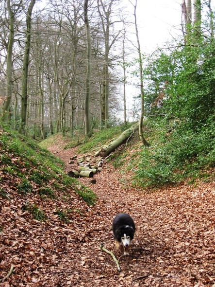 Photo 6"x4" Cholesbury Camp \u00e2\u0080\u0093 Main Ditch with fallen tree Cholesbury c2009