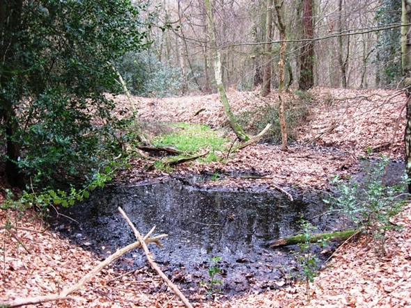 Photo 6"x4" A Woodland Pond in West Wood Cholesbury c2009