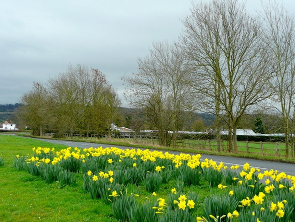 Photo 6"x4" Floral roadside by Badgeworth Lane Little Shurdington c2009