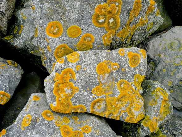 Photo 6"x4" Lichen-covered boulders 2 Tutnalls c2009