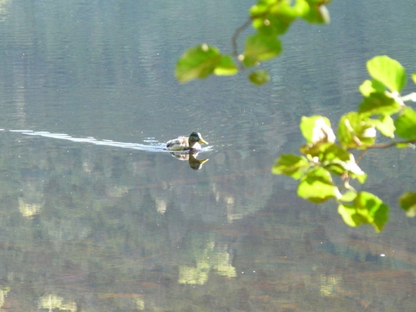 Photo 6"x4" Duck and reflections on Loch Oich Invergarry c2008