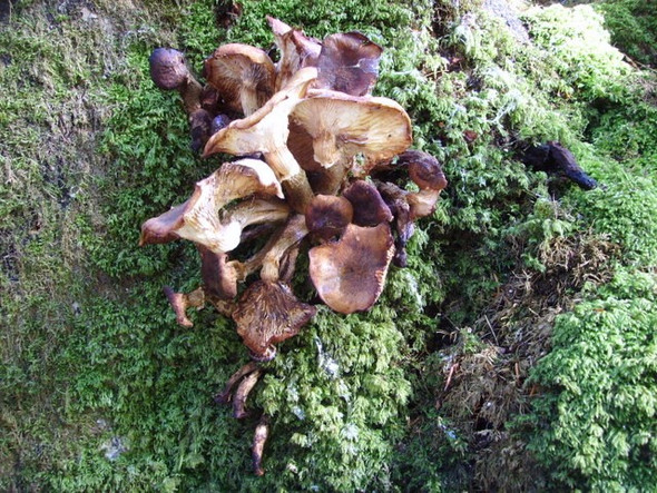 Photo 6"x4" Fungi on tree Invergarry c2008