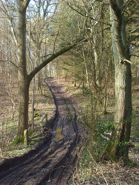 Photo 6"x4" Channel Wood, Midgham Midgham Green c2009