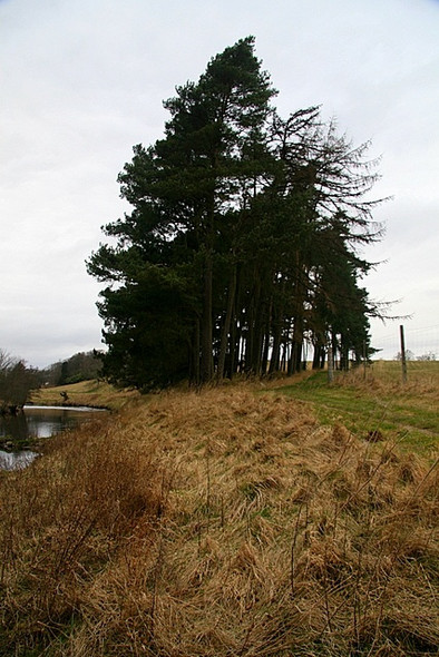 Photo 6"x4" Clump of coniferous trees, South Esk Oathlaw c2009