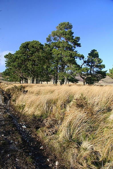 Photo 6"x4" Pine trees near Midtown Glenogil c2009
