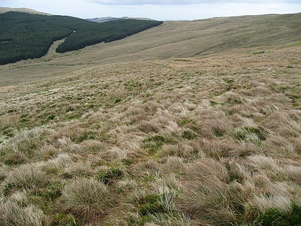 Photo 6"x4" Rough Moorland Lecket Hill c2009