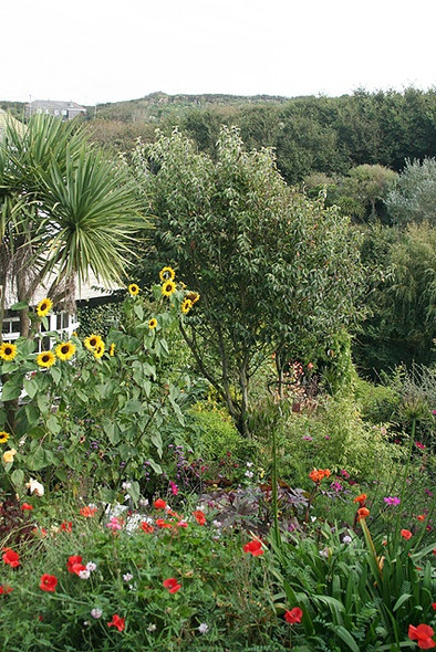 Photo 6"x4" Landewednack: a Cadgwith Garden Cadgwith c2008