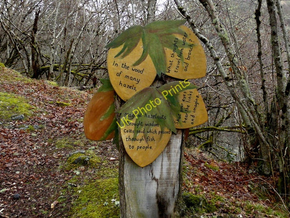Photo 6"x4" Pathside poetry in Abriachan Woods Balchraggan\/NH5634 c2009