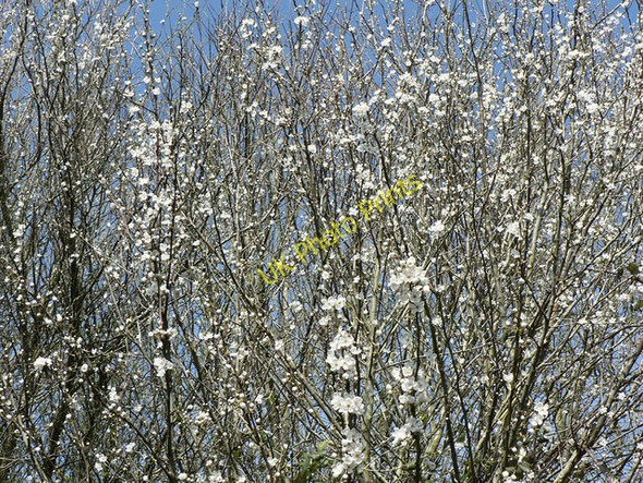 Photo 6"x4" A flurry of Blackthorn blossom. Caermead c2009