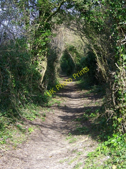 Photo 6"x4" Bridleway to Woodyates Pentridge c2009