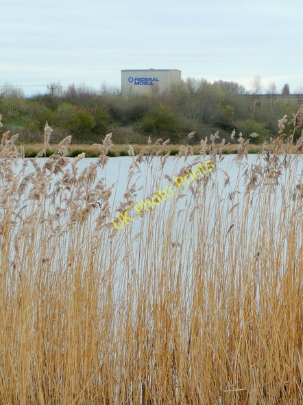 Photo 6"x4" Reeds lining an old flooded gravel pit Tutnalls c2009