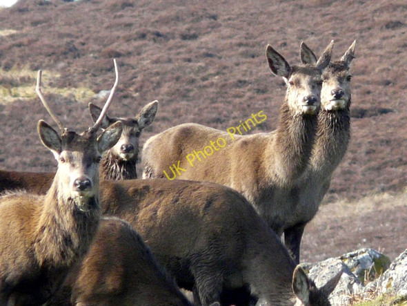Photo 6"x4" Curious deer in Langwell Estate Berriedale\/ND1222 c2009