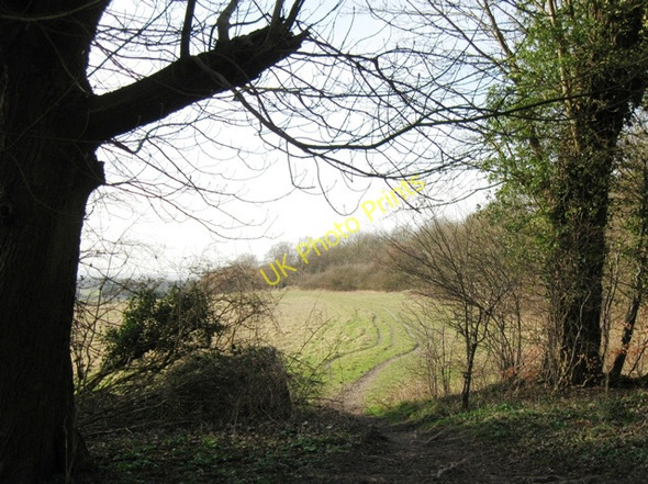Photo 6"x4" The Bridleway from Northfield Grange, Aldbury Aldbury c2009
