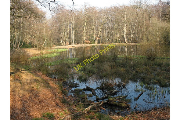 Photo 6"x4" Epping Forest: Blackweir Pond Loughton\/TQ4396 c2009