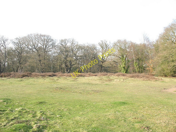 Photo 6"x4" Epping Forest: clearing on Warren Hill Chingford c2009