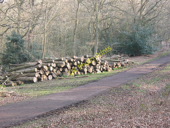 Photo 6"x4" Epping Forest: new log pile Chingford c2009