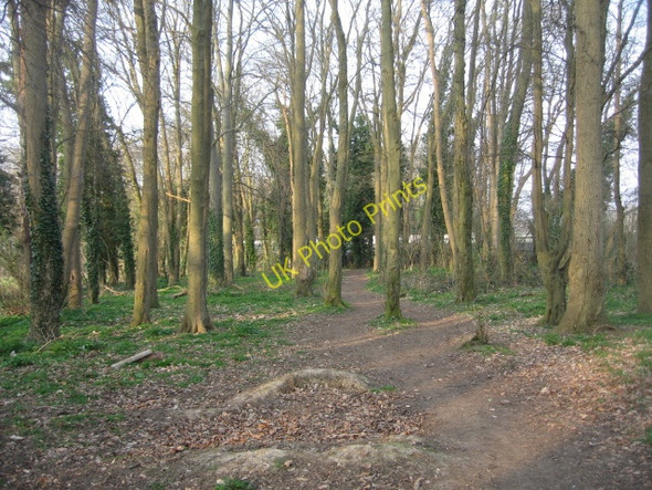Photo 6"x4" Path through some woodland Basingstoke c2009