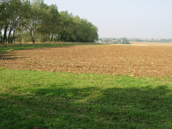 Photo 6"x4" Looking W towards field boundary Eythorne c2008