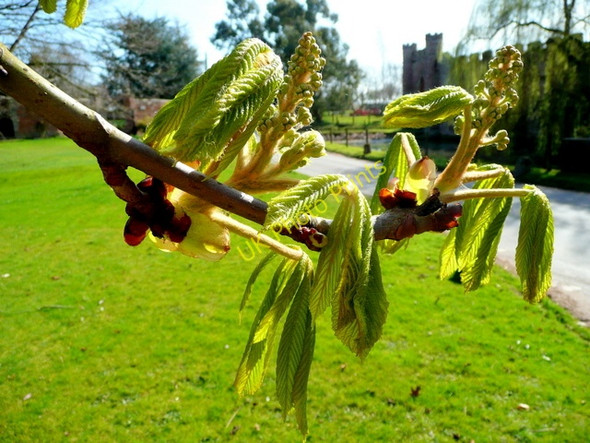 Photo 6"x4" Horse Chestnut buds 22.03.09 1 Kingstone\/SO6324 c2009