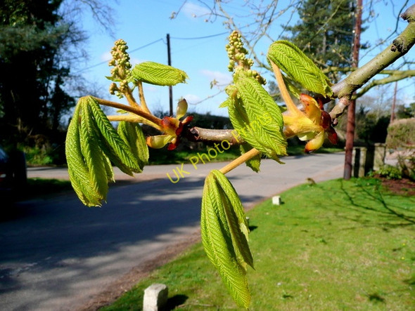 Photo 6"x4" Horse Chestnut buds 22.03.09 2 Kingstone\/SO6324 c2009