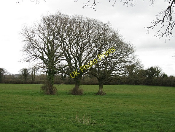 Photo 6"x4" Three Trees Callan c2009