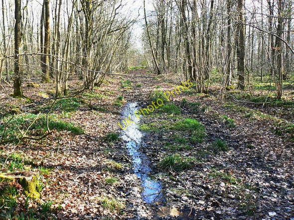 Photo 6"x4" Bridleway through Webb's Wood Callow Hill\/SU0384 c2009