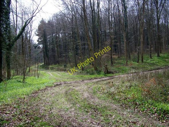 Photo 6"x4" Track junction, Stonedown Wood Deanland c2009
