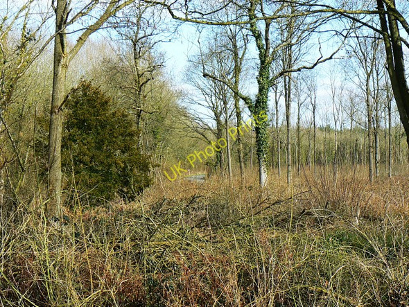 Photo 6"x4" Somerford Common Braydon Side c2009