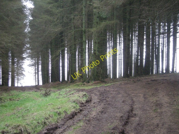 Photo 6"x4" Mature Pine forest. Hamperley c2009
