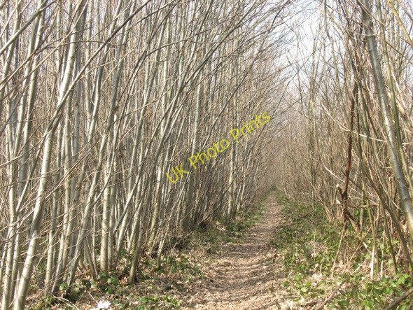 Photo 6"x4" Footpath through Oaken Wood East Malling Heath c2009