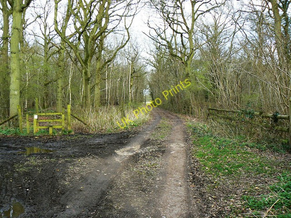 Photo 6"x4" Track into Plain Copse, near Green Hill Lydiard Plain c2009