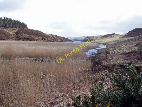Photo 6"x4" Reed bed in Loch Suardal Colbost c2009