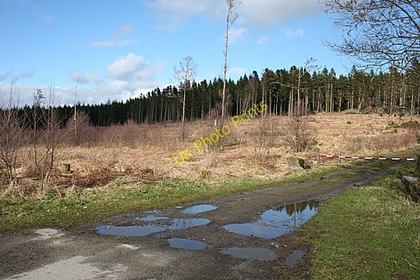 Photo 6"x4" Bin Forest Cairnie\/NJ4844 c2009