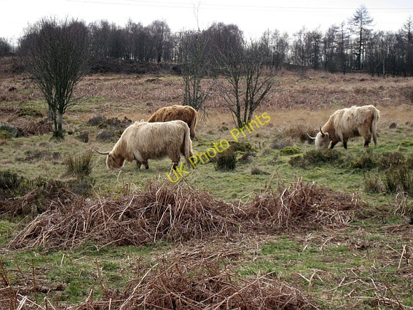 Photo 6"x4" The inhabitants of Dumbrock Moor Blanefield\/NS5579 c2009