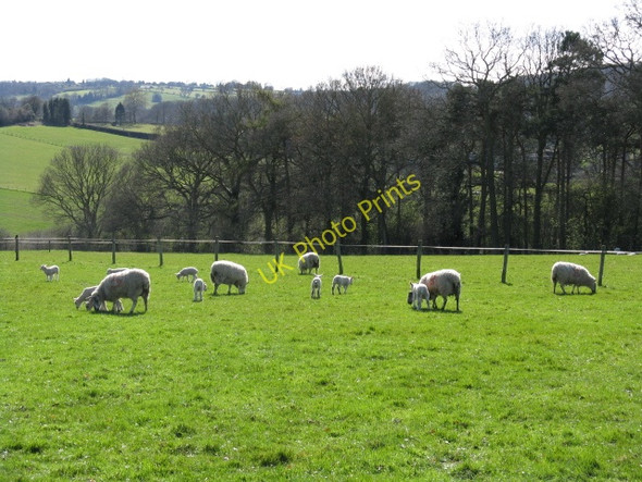 Photo 6"x4" New Arrivals Grittlesend c2009