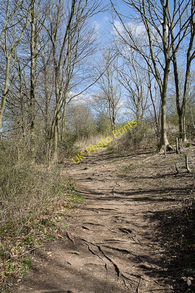 Photo 6"x4" Path into St Catherine's Hill nature reserve Northfields\/SU4825 c2009