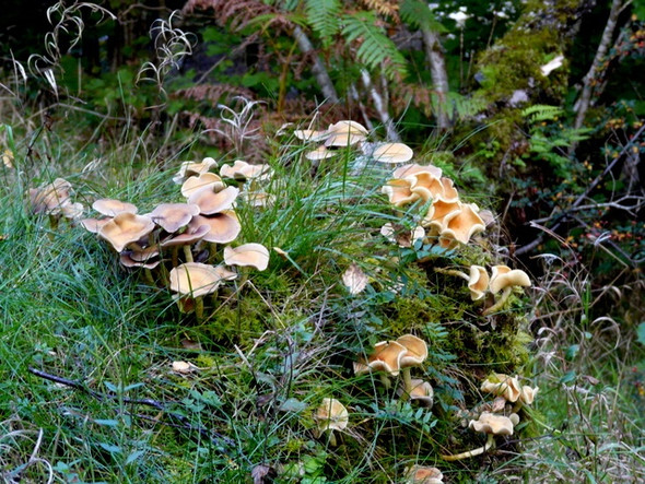 Photo 6"x4" Fungi  by the River Shin Gruids c2008