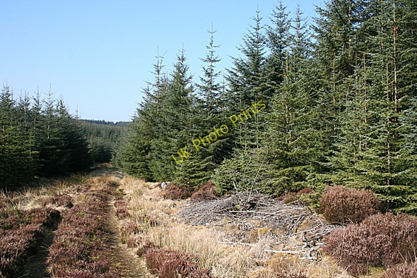 Photo 6"x4" Forest Track Hill of Bogairdy c2009