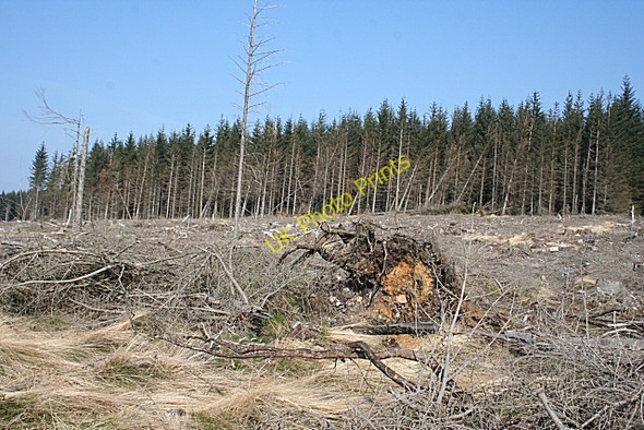 Photo 6"x4" Felled Forest Corrylair c2009