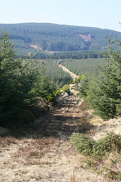 Photo 6"x4" Forest Track Corrylair c2009