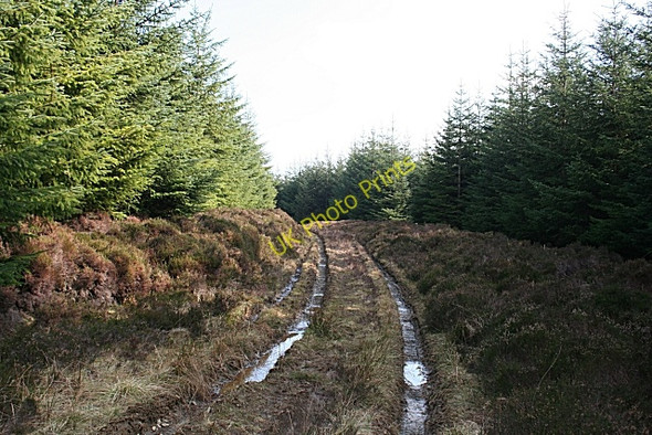 Photo 6"x4" Forest Track Haugh of Glass c2009