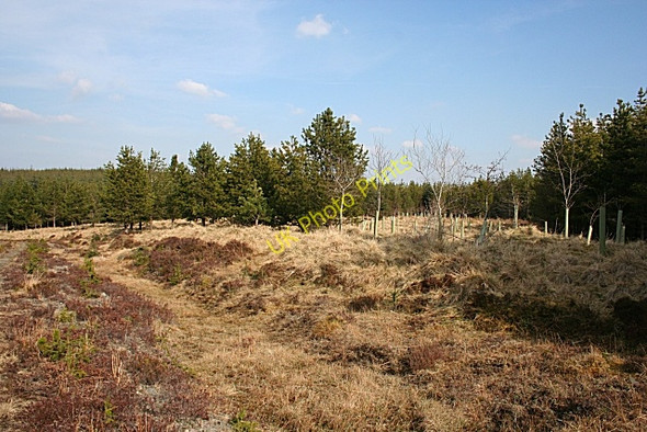 Photo 6"x4" Clearing in the Forest Haugh of Glass c2009